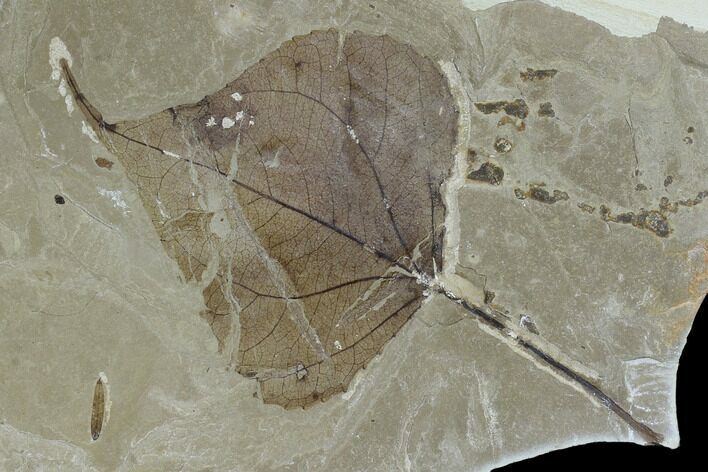 Fossil Leaf Plate (Populus and Abies) - Green River Formation, Utah #117958